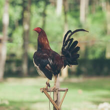 Rooster Standing On A Wooden Post