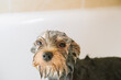 © Craig Holmes/Stocksy - Dog having a bath