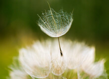 Dandelion Seed, Flying Away