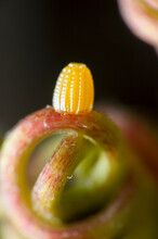 Extreme Macro Of Gulf Fritillary Butterfly Egg