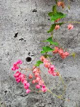 Curl Of A Beautiful Pink Flower Against A Grey Concrete Wall