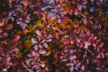 Beautiful Red Leaves On A Bush In Autumn.