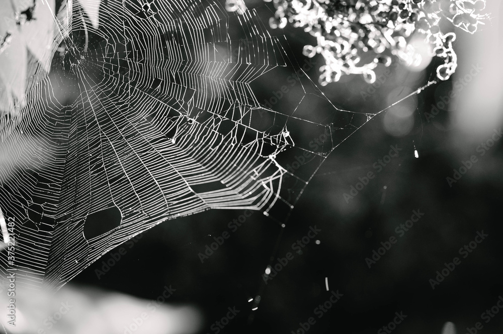 black and white web Stock Photo | Adobe Stock