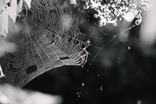 Black And White Web