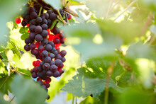 Close-up Of Grapes In California