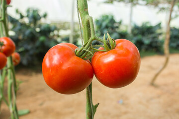 Close up two tomatoes in a garden