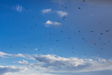 Flock Of Black Birds Flying Through Blue Sky