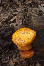 Orange Fungi Growing On An Old Log
