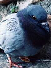 Close Up Photo Of A Pigeon Bird Standing On A Sidewalk