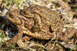 Ropucha szara Bufo bufo spaceruje po trawie ze swoim partnerem, seks żab, okres godowy żab, rozmnażanie płazów
