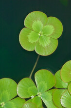 Aquatic Four-Leaf Clover On Murky Green Water