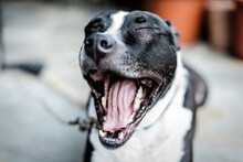 Yawning Old Dog