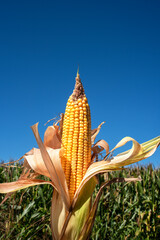 Wall Mural - Closeup fresh yellow corn on the cob on stalk, husks, tassels, leaves, in farm field, blue sky and corn field background, single ear of corn