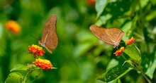 Profiles Of Dryas Julia Butterflies Feeding On Lantana Against Dark Background Costa Rica
