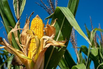 Wall Mural - Closeup yellow fresh corn on the cob on stalk, husks, tassels, green leaves, in farm field, blue sky background, single ear of corn