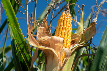 Wall Mural - Closeup yellow fresh corn on the cob on stalk, husks, tassels, leaves, in farm field, blue sky background, single ear of corn