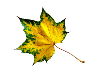 green yellow maple leaf isolated on white background. autumn yellow maple leaf - fall september foli