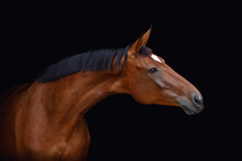 Portrait Of Bay Trakehner Mare Horse With White Spot On Forehead Isolated On Black Background