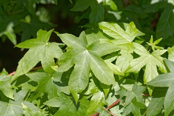 Wall Mural - Leaves of an American sweetgum, Liquidambar styraciflua