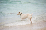 Fototapeta  - dog on the beach