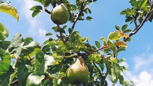 Pears On A Branch. Several Fruit Fruits, Ready To Be Harvested And Consumed. Garden Plants. Ripe Pear In The Garden Or Farm