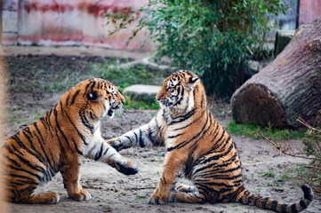 Sticker - Tiger Jungen