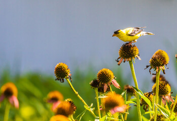 Wall Mural - Male goldfinch perched atop a coneflower