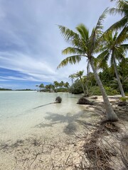 Sticker - Palmiers sur une plage à Rangiroa, Polynésie française