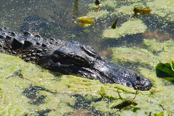 close up alligator face wildlife in natural habitat large reptiles dangerous animals swimming in swa