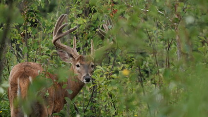 Big 10 Point Buck