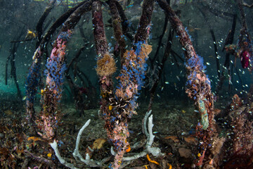 Marine life proliferates on the prop roots of a mangrove forest in Raja Ampat, Indonesia. This remote, tropical region within the Coral Triangle is known for its spectacular collection of marine life.