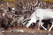 Herd of reindeer is in autumn. Close up of caribou herd. Selective focus is on white reindeer.
