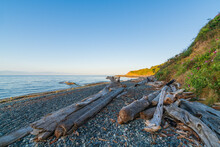 Pebble Beach With Driftwood In Early Morning, Victoria, BC