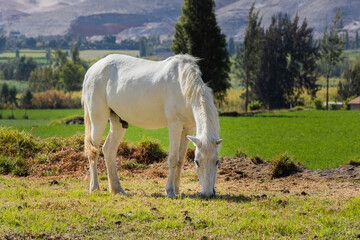 white eating grass