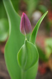 Fototapeta Tulipany - Pink tulip, green leaves, park.