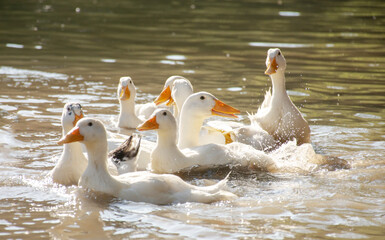 White ducks in a lake.