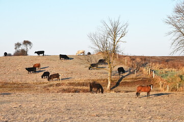 Poster - Horse and Cows