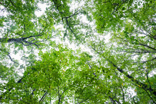 Bright Light Green Tree Braches Textured Background 