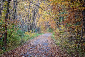  Path through fall woods