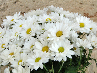 Daisy flowers blooming in outdoor. Daily flower is sometimes qualified as common daisy, lawn daisy or English daisy. 