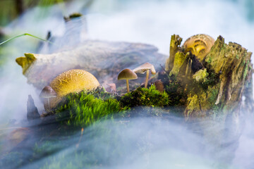 Wall Mural - Pilz im Dunst