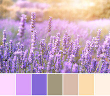 Color Matching Palette From Close-up Image Of Mountain Lavender In Sunset Flare. Hvar, Croatia