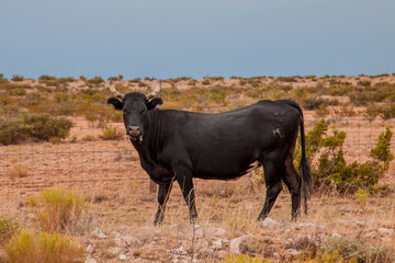 Black cow