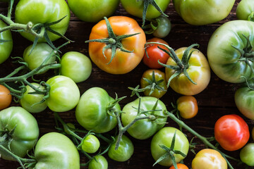 Different maturity degree fresh farm tomatoes on a wooden table