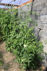 Wall Mural - tomates du jardin