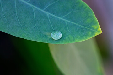 Wall Mural - Closeup shot of a green lead with water droplet under the sunlight