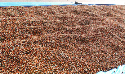 harvested hazelnuts are dried in Black sea region