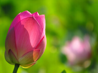 Sticker - Closeup shot of a blossomed lotus with pink head  and green leaves on the background