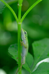 Sticker - Closeup vertical shot of a green lizard on the plant