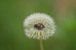 © 영필 윤 - 민들레 씨앗